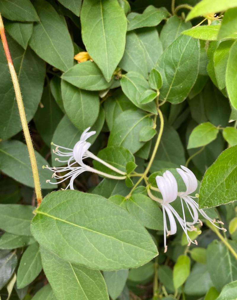 骑蛇难下(双) 金银花免费