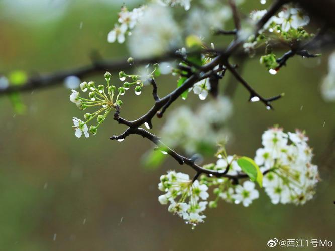 只在梨花春雨处N