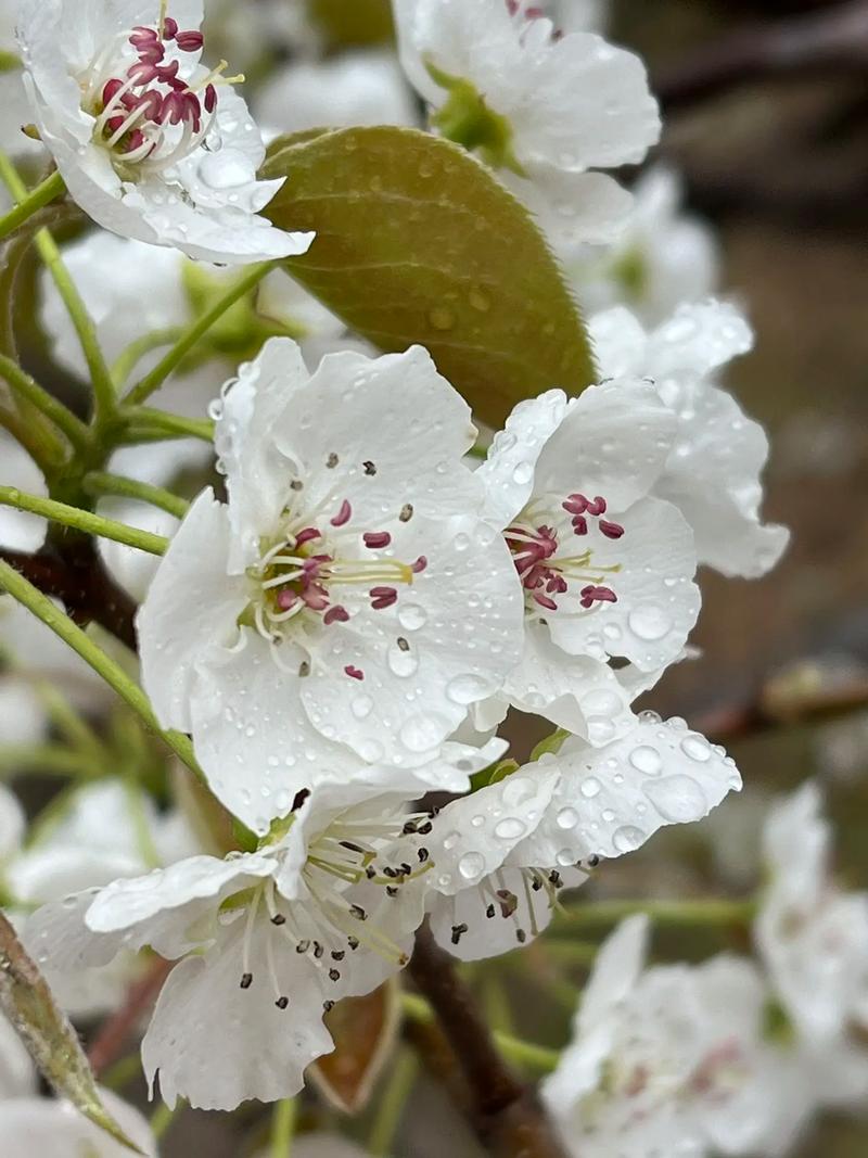 梨花春雨中的柔情与韵味