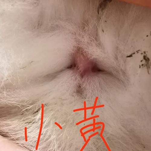 咬小兔兔的正确咬法