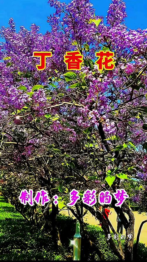 在线观看丁香花完整视频