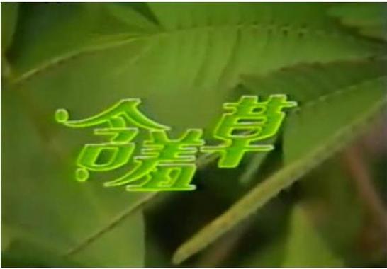 含羞草免费观看电视剧的背景故事